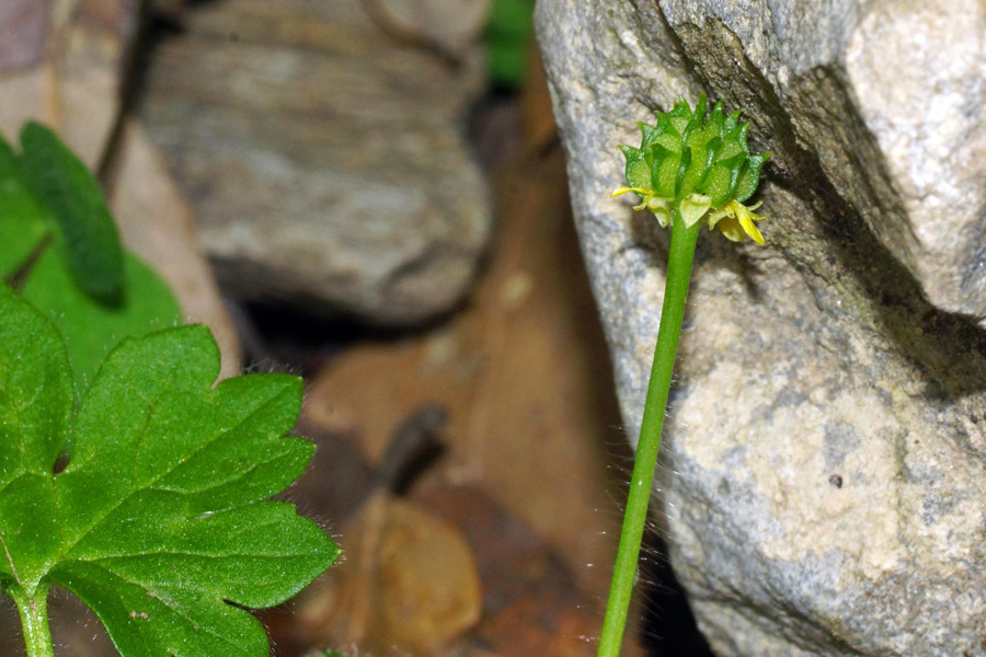 Ranunculus parviflorus